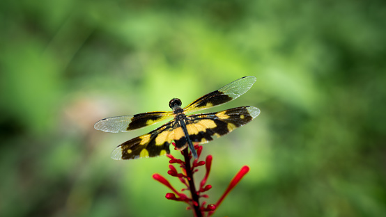A angled closeup of a Yellow & Black Dragonfly which almost looks like a butterfly which I think is called yellow-striped flutterer or yellow-barred flutterer Scientific Name: Rhyothemis phyllis sitting on a Rauvolfia serpentina or Indian snakeroot or devil pepper is a species of flower found in India