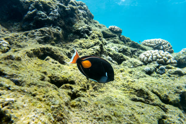 Achilles tang Underwater Paradise, Achilles tang, Big Island Hawaii acanthurus achilles stock pictures, royalty-free photos & images