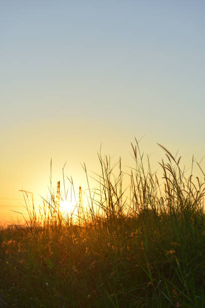 Close up flower grass and sunrise background in the construction site.