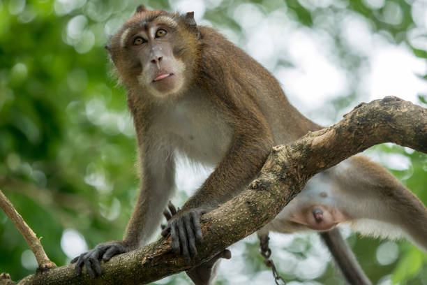 Capas Monkey 120+ Capas Stock Photos, Pictures & Royalty-Free Images - iStock