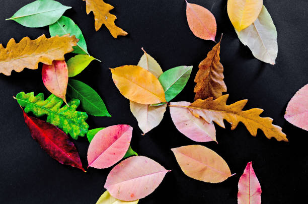 istock Autumn leaves isolated on black background 867260702