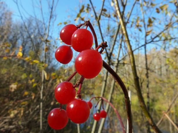 istock Red berries and autumn leaves 867265156
