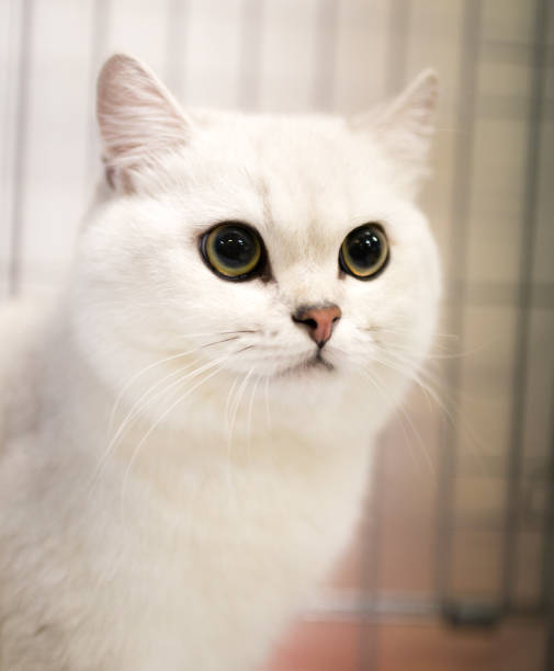 istock Portrait of a cat in a cage 867265578
