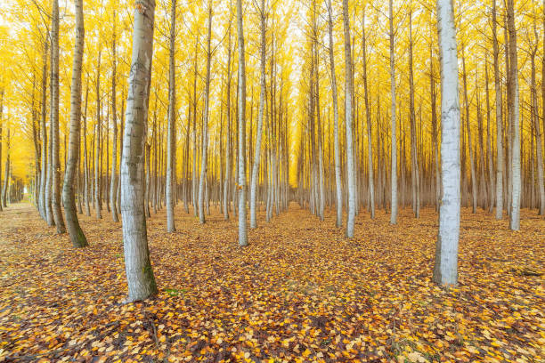 istock Poplar tree farm in Boardman Northeastern Oregon fall season USA 867268546