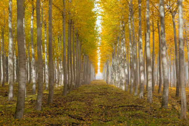 Poplar tree farm at Boardman Northeastern Oregon fall season USA