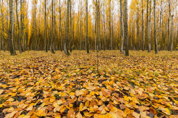 Poplar tree leaves in Boardman Northeastern Oregon during fall season USA America