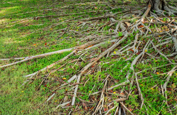 istock Prop root of banyan tree and green grass with natural sunlight 867269106