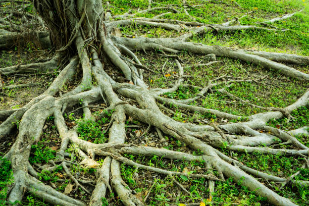 istock Prop root of banyan tree and green grass with natural sunlight 867269118