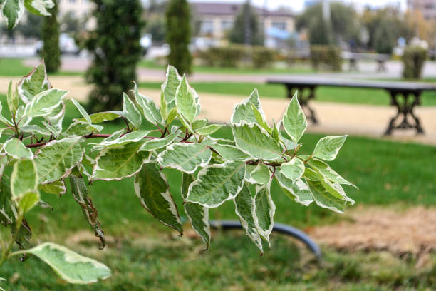 公園の枝に緑を葉します。 - leaf beech leaf green branch ストックフォトと画像