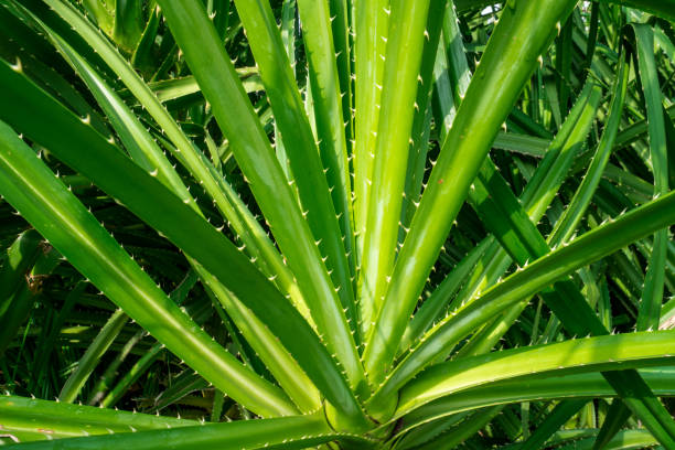 pandanus tectorius, arbre de pandanus odoratissimus sous le soleil du matin. fines herbes utiliser pour diurétique et soulager la fièvre. - pandanus photos et images de collection