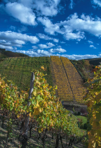 istock Vineyard by Dernau-Ahr 867272116