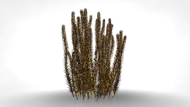 istock 3d rendering of an abstract reflective golden tree on a white background 867273212