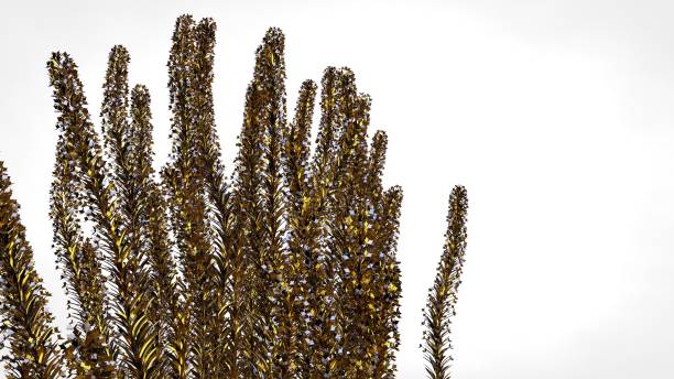 istock 3d rendering of an abstract reflective golden tree on a white background 867273328