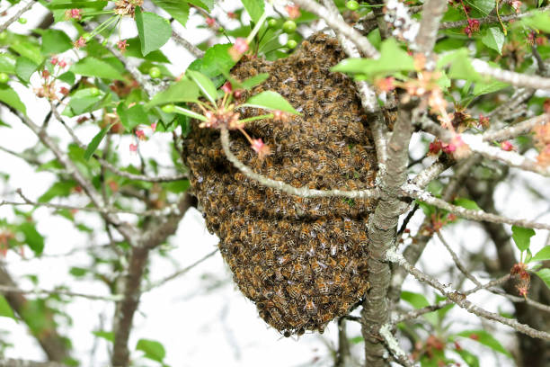 꿀 꿀벌 하이브 떼 나무 위에 걸려 - colony collapse disorder 뉴스 사진 이미지