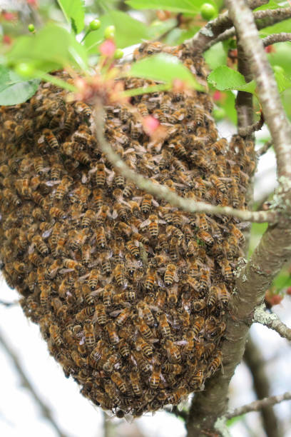 꿀벌 떼 자연 속에서 나무에 매달려입니다. - colony collapse disorder 뉴스 사진 이미지