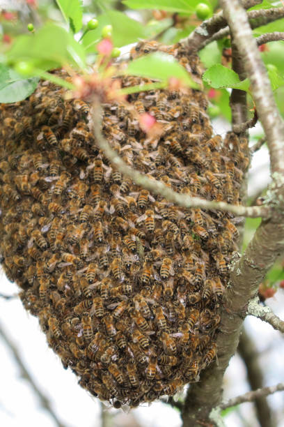 rój pszczół miodnych wiszący na drzewie w przyrodzie. - colony collapse disorder zdjęcia i obrazy z banku zdjęć