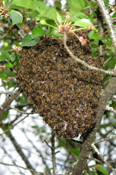 꿀벌 떼 자연 속에서 나무에 매달려입니다. - colony collapse disorder 뉴스 사진 이미지