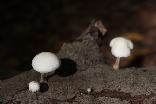 Close-Up Of white Mushrooms, growing on dead wood