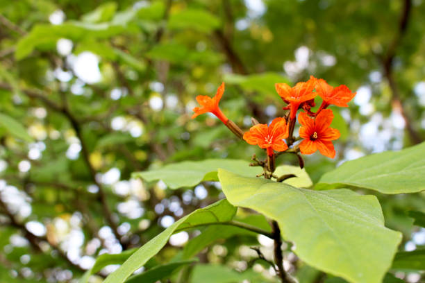 Red or Orange Colors on green leaf background in the garden for background.