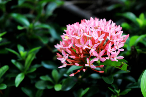 istock Ixora Pink spike flower. King Ixora blooming. 867274000