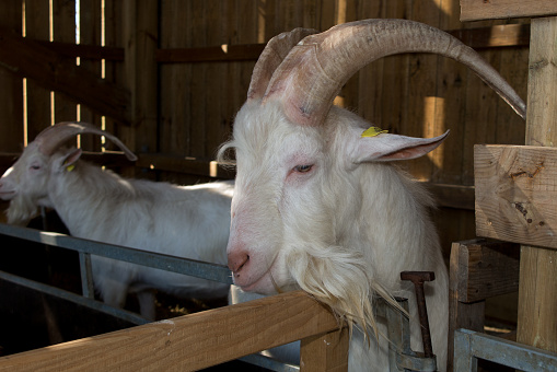 Goat in the farm house, a beautiful billygoat