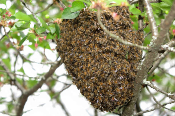 자연 속에서 나무에 매달려 꿀벌 떼를 닫습니다. - colony collapse disorder 뉴스 사진 이미지
