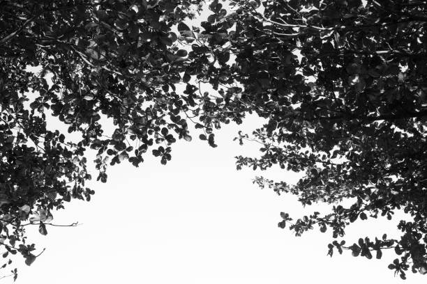 istock Tree branch and leaves silhouette against white background. 867277326