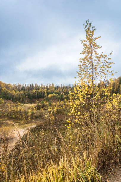 golden autumn in the kostroma region. - 13520 imagens e fotografias de stock