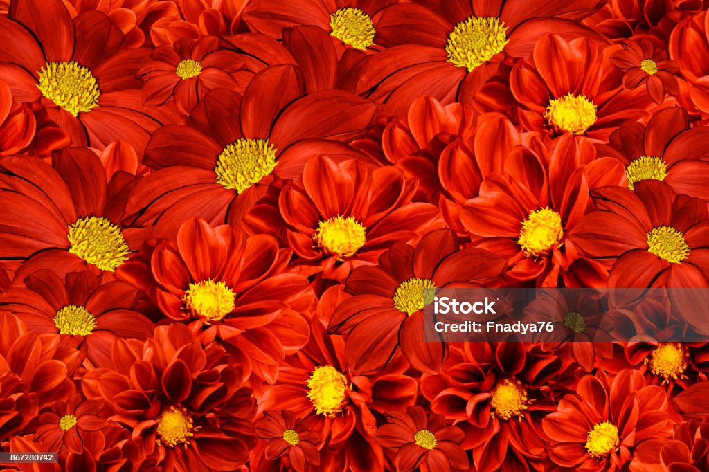 Fondo De Flores Rojoamarillo De Dalias Arreglo De Flores Brillantes Un Ramo De Dalias Rojas Naturaleza Foto de stock y más banco de imágenes de Adulto - iStock Fondo De Flores Rojoamarillo De Dalias Arreglo De Flores Brillantes Un Ramo De Dalias Rojas Naturaleza Foto de stock y más banco de imágenes de Adulto - iStock