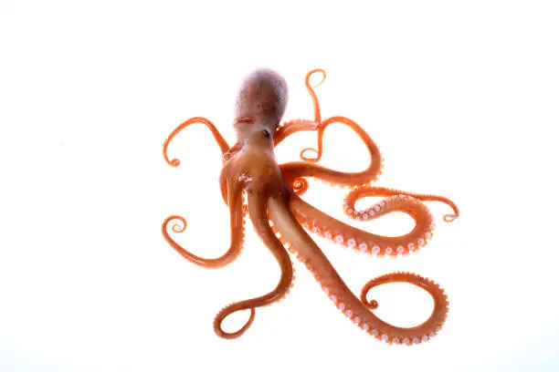 Photo of octopus