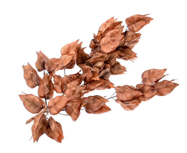 istock Golden Rain tree seed pods koelreuteria paniculata 867283398