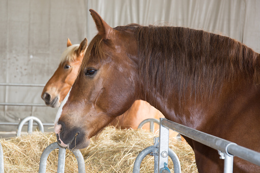 Color shot of some horses in a stable