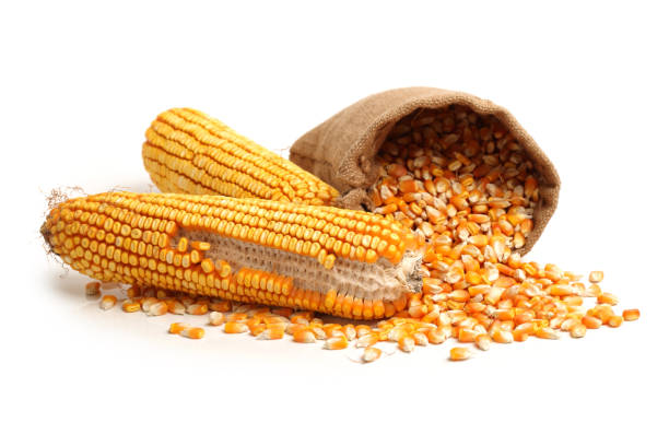 кукуруза разливов из мешка на белом фоне - corn corn crop corn on the cob isolated стоковые фото и изображения
