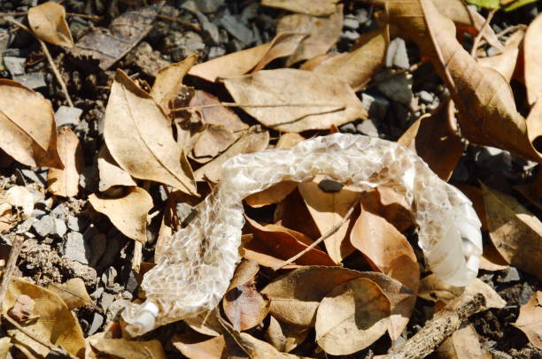 istock snake slough skin on ground in garden 867287850