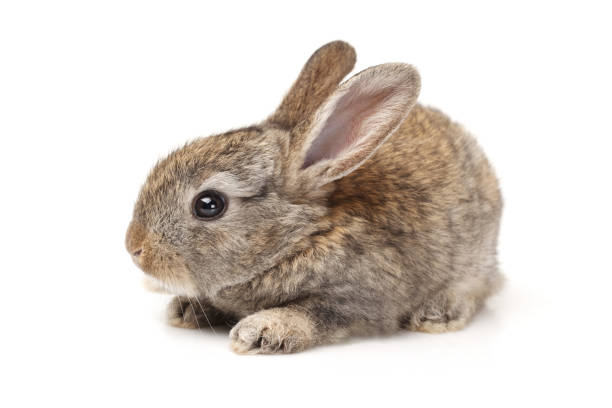 bébé lapin sur fond blanc - rabbit hairy gray animal photos et images de collection