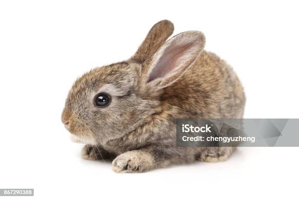 Foto de Bebê Coelho Em Fundo Branco e mais fotos de stock de Coelho - Animal - Coelho - Animal, Fundo Branco, Filhote de coelho