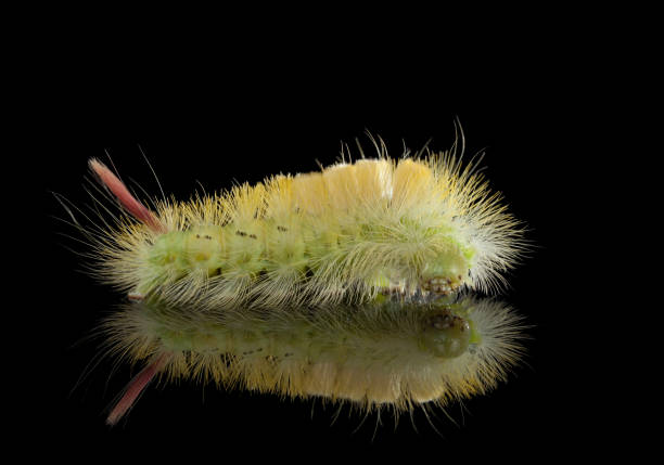 grote gele caterpillar - rups van de meriansborstel stockfoto's en -beelden