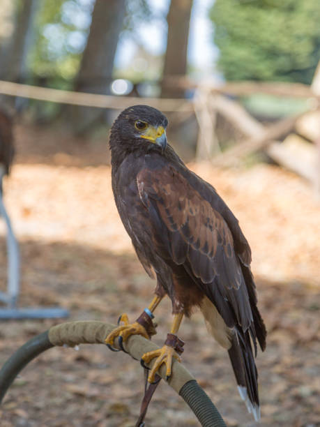 istock Brown Falcon:  the fastest animals in the world 867294714