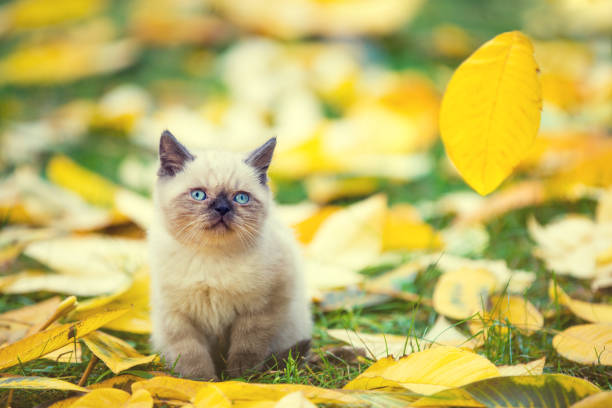 Little kitten sitting on autumn leaves in autumn