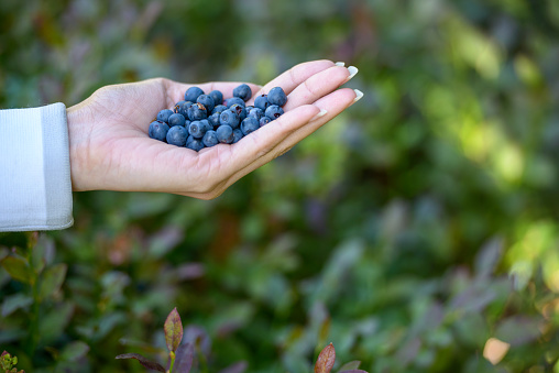 Hand of young beautiful Asian woman holding a handful of blueberries while enjoying nature with beautiful scenery in Turku Finland