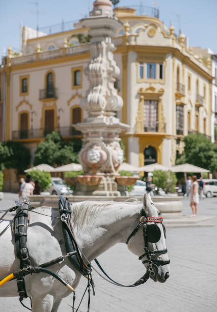 pferdekutsche in sevilla - plaza de espana european culture sevilla seville stock-fotos und bilder