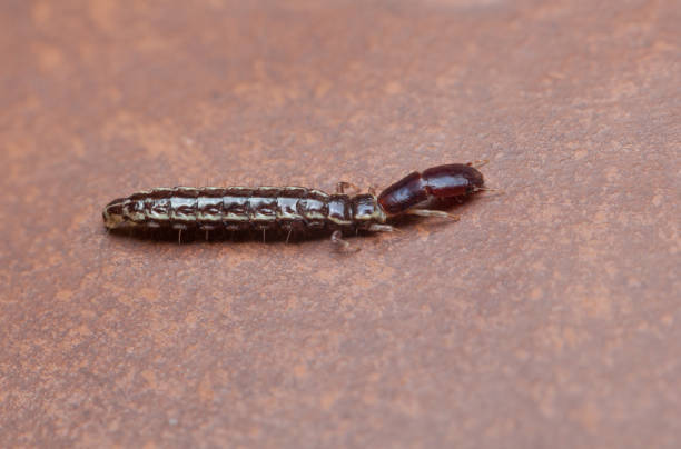 escarabajo pequeño rover - asnillo fotografías e imágenes de stock