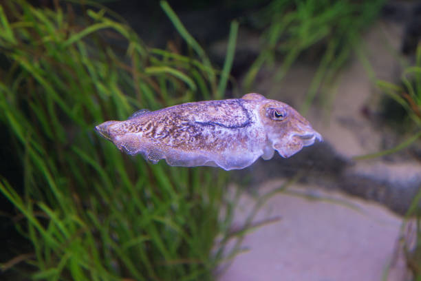 istock The Deep Sea Cephalopod Purple Cuttlefish, Marine Life 867302074