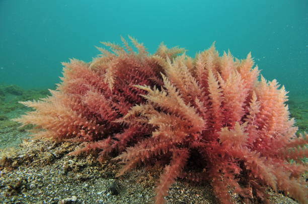 czerwone wodorosty z bliska - red seaweed zdjęcia i obrazy z banku zdjęć