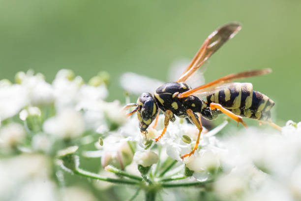 istock Vespula vulgaris, wasp, on a conium maculatum 867308084
