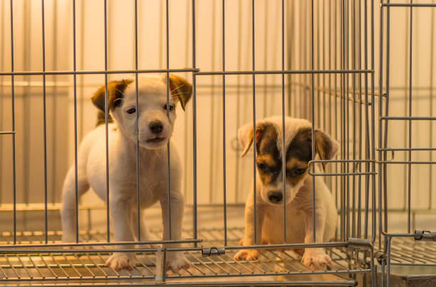 istock Selling small dog in cage 867311298