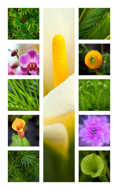 istock Plants and flowers 867311428