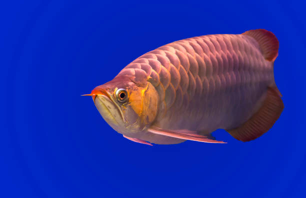 Gloden Arowana fish Gloden Arowana fish gold arowana stock pictures, royalty-free photos & images
