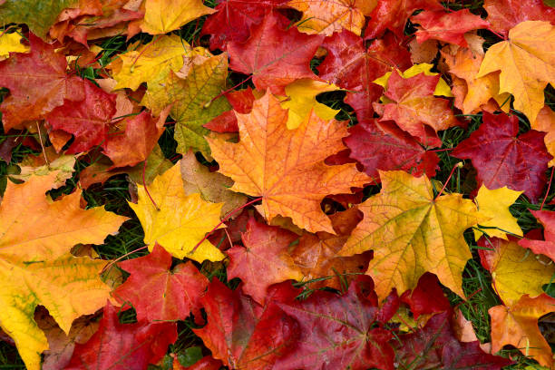 istock Autumn. Multicolored fallen leaves. 867312526