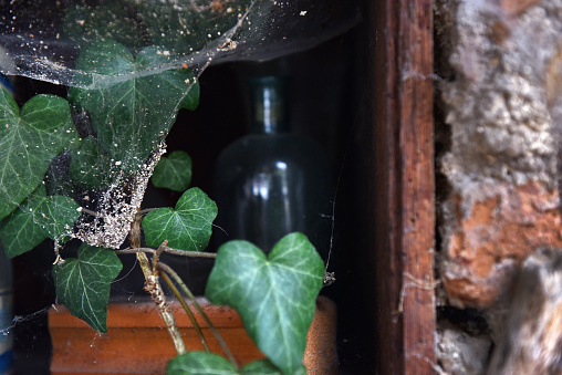 Green ivy leaves and spider web